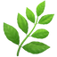 Herbe naturel