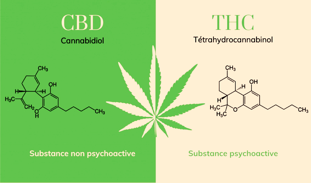 CBD et THC : les différences